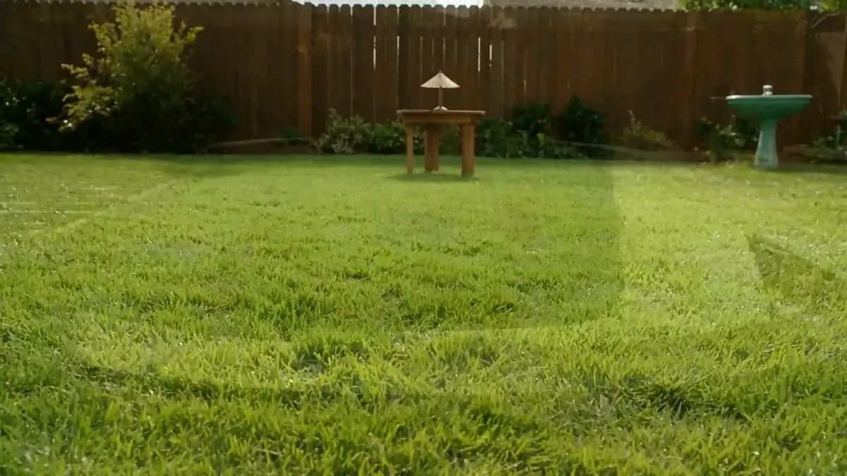 After pool removal: the same backyard filled, leveled and turned into lawn